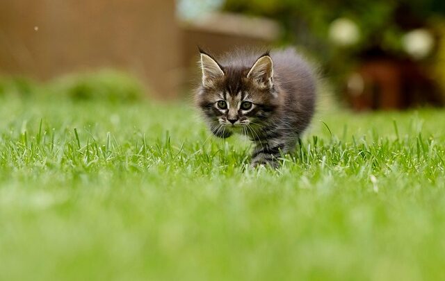 Grøn og frodig græsplæne – sådan planlægger du gødningen