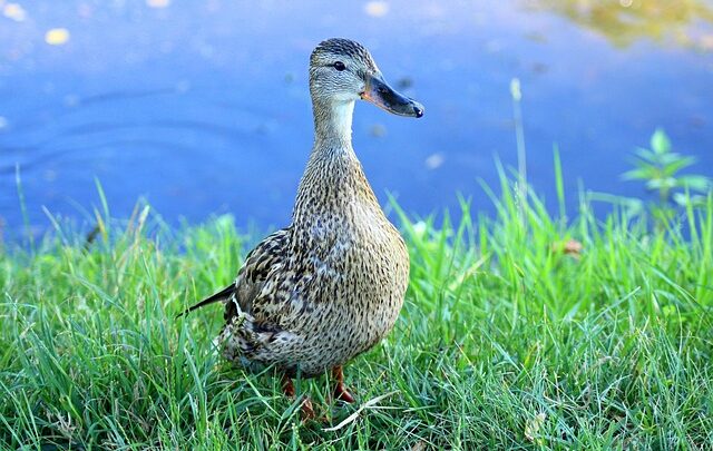 Sådan knækker du koden: 10 tips til at løse krydsord hurtigere