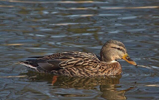 Undgå de klassiske fejl: Dette skal du ikke gøre, når du løser krydsord