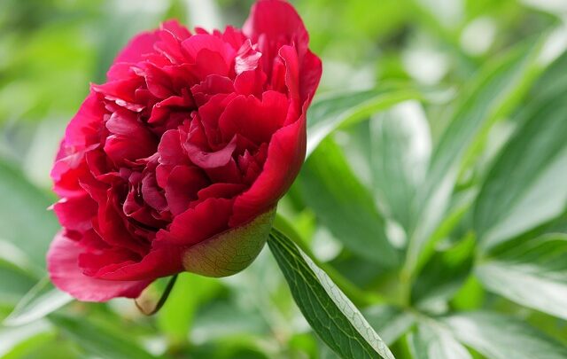 Pinse for børn: Sjove aktiviteter og fortællinger til hele familien