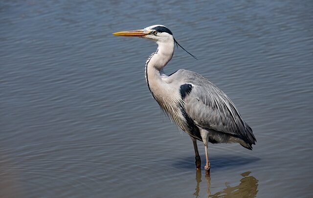 Mosen og magten: Mosekongens rolle i oldtidens samfund