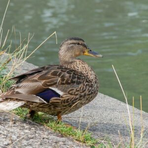 Undgå de klassiske fejl: Ekspertens guide til fejlfri krydsordsløsning