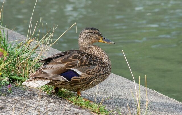 Undgå de klassiske fejl: Ekspertens guide til fejlfri krydsordsløsning