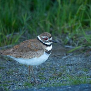 Hvad spiser dræbersnegle? De overraskende favoritter i haven
