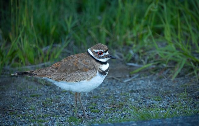 Hvad spiser dræbersnegle? De overraskende favoritter i haven