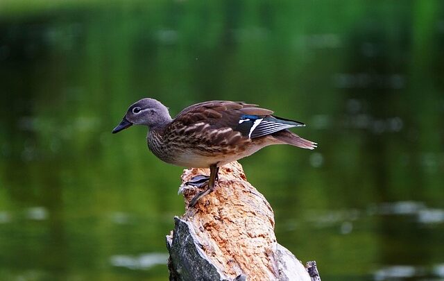 Krydsord for eksperter: Avancerede løsningsmetoder