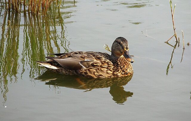 Krydsordsekspertens hemmeligheder: Bliv skarpere med disse tips