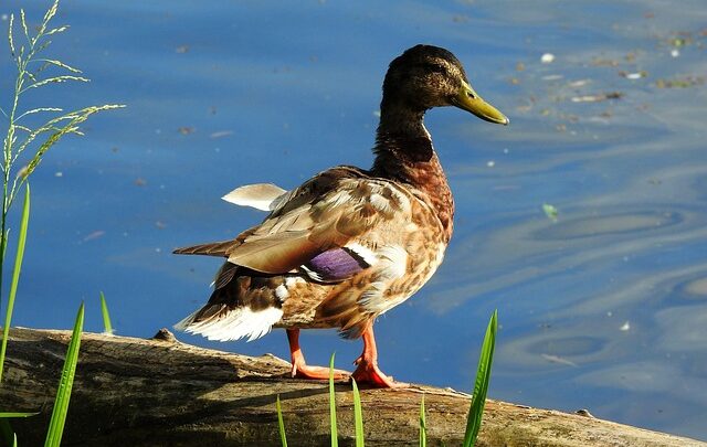 Hjælp! Jeg sidder fast: Tips til at komme videre i krydsordet