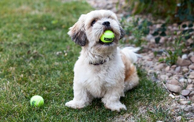 Er dine tennisbolde miljøvenlige? Bæredygtige valg til banen